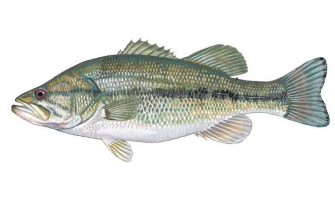 Cachuma Lake #2 Largemouth Bass